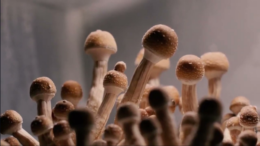 Medicinal Mushrooms: Nature’s Healing Power