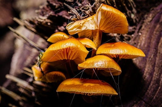 Medicinal Mushrooms: Nature’s Healing Power